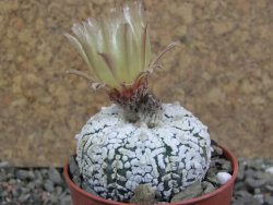 Astrophytum Super Kabuto pot 5,5 cm - 12391155