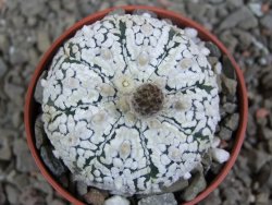 Astrophytum Super Kabuto pot 5,5 cm - 12391156