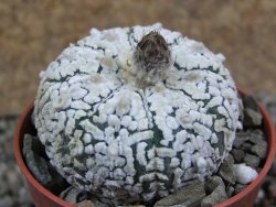 Astrophytum Super Kabuto pot 5,5 cm - 12391158
