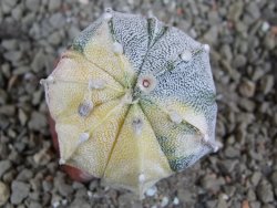 Astrophytum Z Jasenné variegata, 4 cm - 12391237