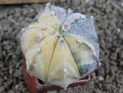 Astrophytum Z Jasenné variegata, 4 cm - 12391238