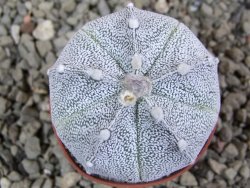 Astrophytum Super Kabuto hybrid pot 5,5 cm - 12391291