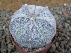 Astrophytum Super Kabuto hybrid pot 5,5 cm - 12391293