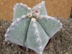 Astrophytum ornatum X Onzuko, pot 9 cm - 12391384