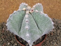 Astrophytum ornatum X Onzuko, pot 9 cm - 12391386