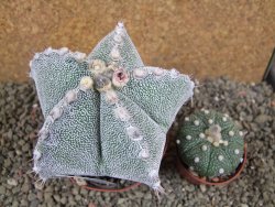 Astrophytum ornatum X Onzuko, pot 9 cm - 12391389