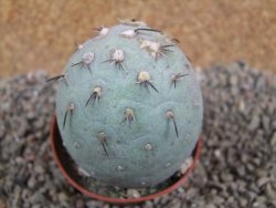 Tephrocactus geometricus XL ball, pot 7 cm - 12391467
