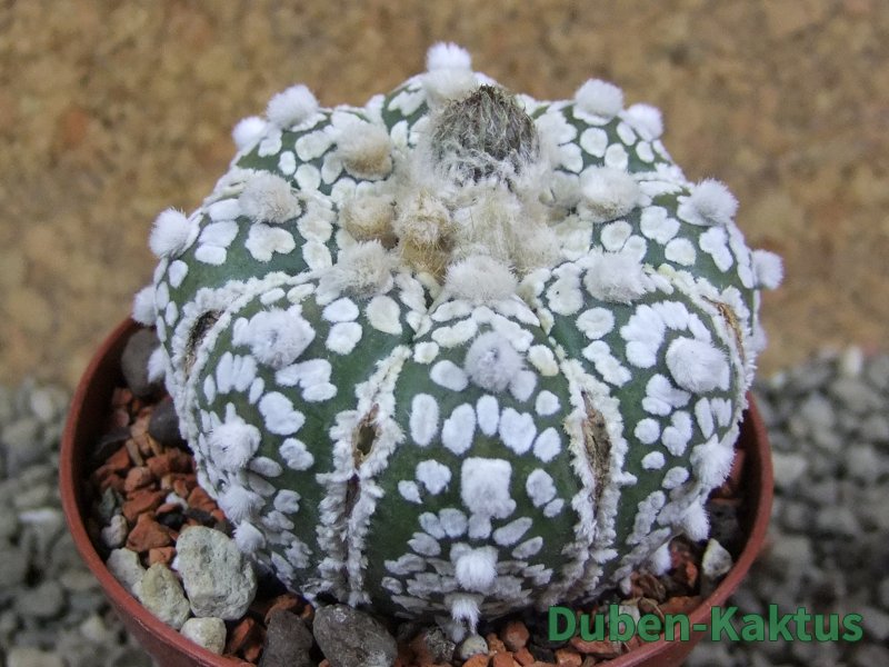 Astrophytum Super Kabuto pot 7 cm - 12391475