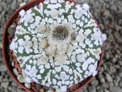 Astrophytum Super Kabuto pot 7 cm - 12391473
