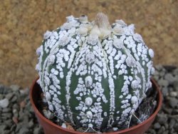 Astrophytum Super Kabuto pot 7 cm - 12391478