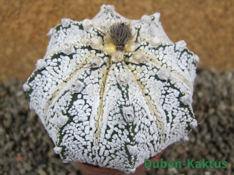 Astrophytum Hanazano Kabuto hybrid, pot 6,5 cm