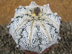 Astrophytum Hanazano Kabuto hybrid, pot 6,5 cm