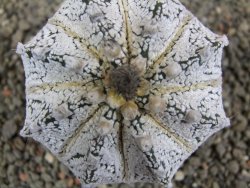 Astrophytum Hanazano Kabuto hybrid, pot 6,5 cm - 12391504