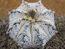 Astrophytum Hanazano Kabuto hybrid, pot 6,5 cm - 12391505