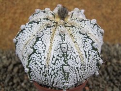 Astrophytum Hanazano Kabuto hybrid, pot 6,5 cm - 12391506