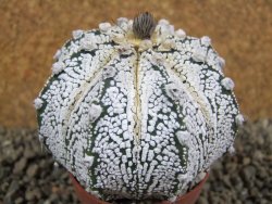 Astrophytum Hanazano Kabuto hybrid, pot 6,5 cm - 12391507