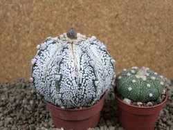 Astrophytum Hanazano Kabuto hybrid, pot 6,5 cm - 12391509