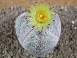 Astrophytum Onzuko tricostatum pot 5,5 cm