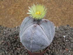 Astrophytum Onzuko tricostatum pot 5,5 cm - 12391513