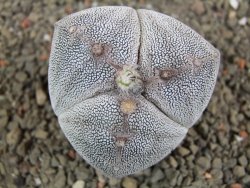 Astrophytum Onzuko tricostatum pot 5,5 cm - 12391514