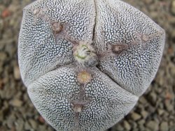 Astrophytum Onzuko tricostatum pot 5,5 cm - 12391515