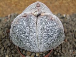 Astrophytum Onzuko tricostatum pot 5,5 cm - 12391516