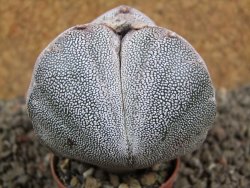 Astrophytum Onzuko tricostatum pot 5,5 cm - 12391517