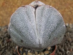 Astrophytum Onzuko tricostatum pot 5,5 cm - 12391518
