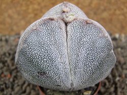 Astrophytum Onzuko tricostatum pot 5,5 cm - 12391519