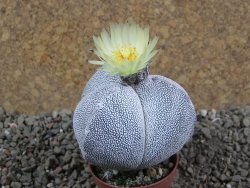 Astrophytum Onzuko tricostatum pot 5,5 cm - 12391522