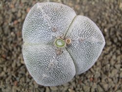 Astrophytum Onzuko tricostatum pot 5,5 cm - 12391524