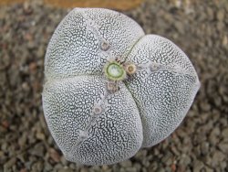 Astrophytum Onzuko tricostatum pot 5,5 cm - 12391525