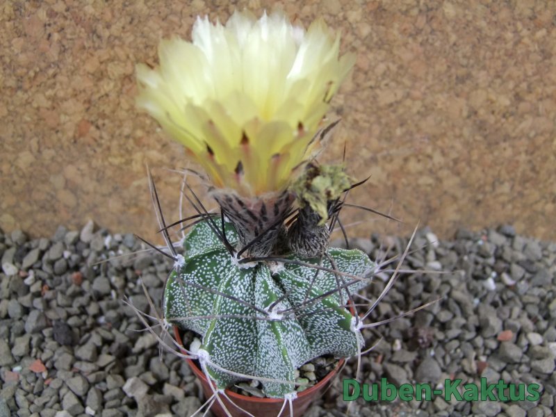 Astrophytum nivorn pot 5,5 cm - 12391564