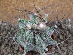 Astrophytum nivorn pot 5,5 cm - 12391568