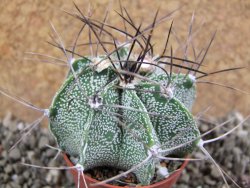 Astrophytum nivorn pot 5,5 cm - 12391569