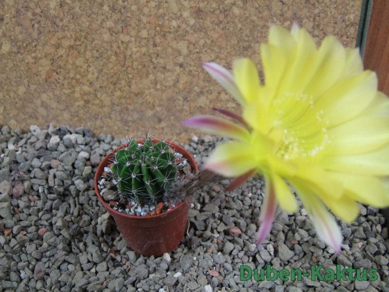 Echinopsis hybrid pot 5,5 cm - 12391582