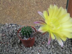 Echinopsis hybrid pot 5,5 cm