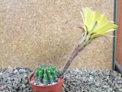 Echinopsis hybrid pot 5,5 cm - 12391584
