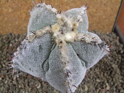 Astrophytum ornatum X Onzuko, pot 10 cm - 12391631