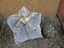 Astrophytum ornatum X Onzuko, pot 10 cm - 12391636