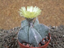 Astrophytum ornatum X Onzuko, pot 6,5 cm - 12391639