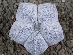 Astrophytum Onzuko pot 6,5 cm - 12391691