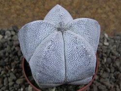 Astrophytum Onzuko pot 6,5 cm - 12391693
