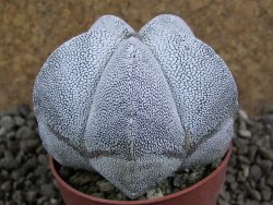 Astrophytum Onzuko pot 6,5 cm - 12391694