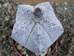 Astrophytum Onzuko pot 6,5 cm