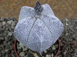 Astrophytum Onzuko pot 6,5 cm - 12391697