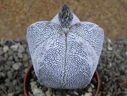 Astrophytum Onzuko pot 6,5 cm - 12391698