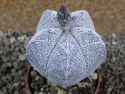 Astrophytum Onzuko pot 6,5 cm - 12391699