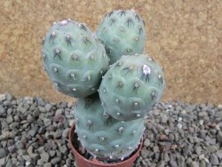 Tephrocactus geometricus pot 5,5 cm - 12391819