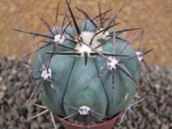 Echinocactus horizonthalonius Milagro, pot 5,5 cm